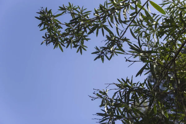 Leaves Any Tree Different Istanbul Turkey — Stock Photo, Image