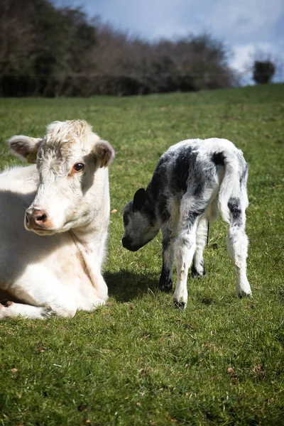 Closeup Cow Its Calf Green Meadow — Stock Photo, Image