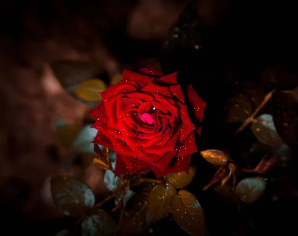 Uma Vista Superior Uma Bela Rosa Vermelha — Fotografia de Stock