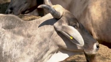 Sığır çiftliği konseptiyle ahırda dolaşan inek.