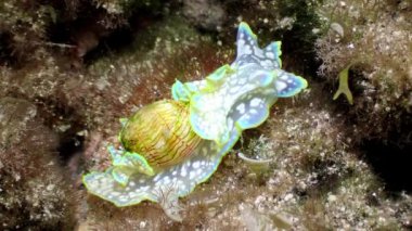 Deniz salyangozu Minyatür Melo 'nun (Micromelo undatus) alglerde sürünmesi. Sığ sularda Bubble Salyangozu, El Hierro, Kanarya Adaları, İspanya.