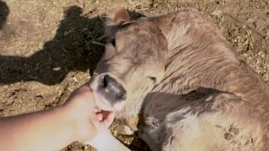 Elle okşanan buzağı mutlu ve mutlu görünüyor.