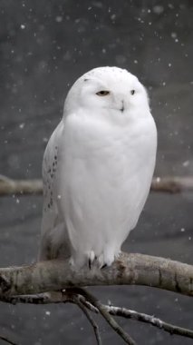 Bir ağacın dalına tünemiş beyaz baykuşun yavaş çekimde etrafa bakınması kar yağarken.