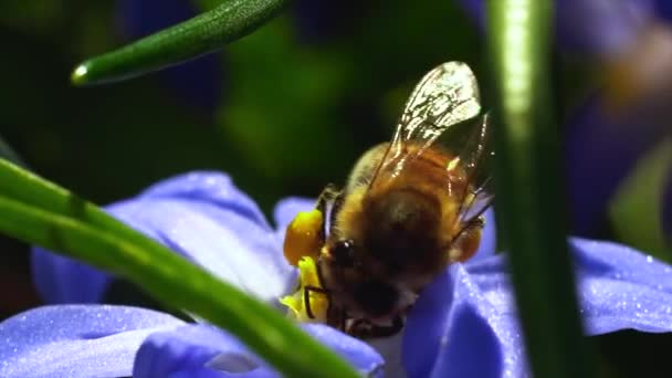 Uma Macro Uma Abelha Coletando Pólen Uma Flor Roxa — Vídeo de Stock