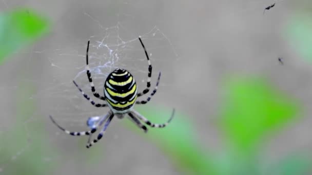 一只黄蜂蜘蛛在网上的特写在模糊的背景下迎风摇曳 — 图库视频影像