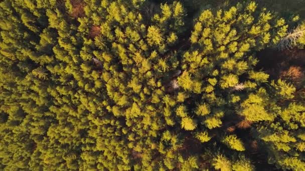 Eine Drohne Über Einem Wald Voller Riesiger Grüner Bäume Aufgenommen — Stockvideo