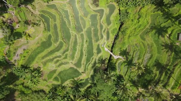 Μια Κορυφαία Άποψη Του Rice Fields Στο Μπαλί Ινδονησία — Αρχείο Βίντεο