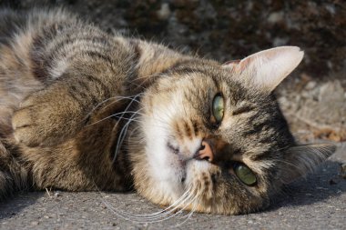 Yerde uyuyan tekir bir kedinin seçici odak noktası.