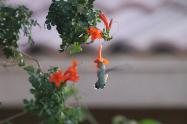 Rufous sinekkuşunun çiçek üzerindeki yakın çekimi.