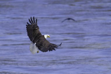 Mavi denizin tepesinde uçan ve balık yakalamaya çalışan kel bir kartal.