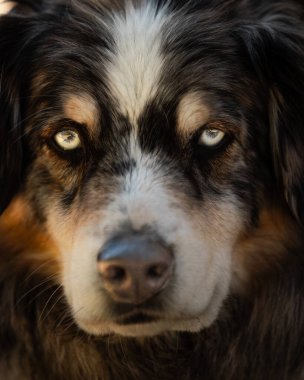 Şirin bir Avustralya çoban köpeğinin seçici odak noktası.