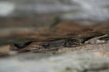 Tahtadaki bir kertenkelenin seçici odak noktası.