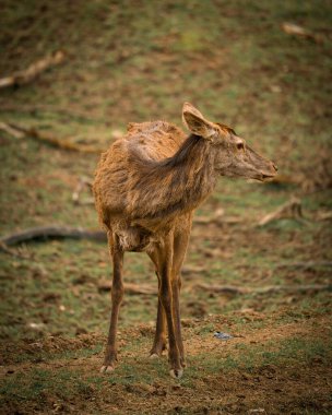 Güneşli bir günde ormanda yürüyen yalnız bir geyiğin dikey yakın çekimi.
