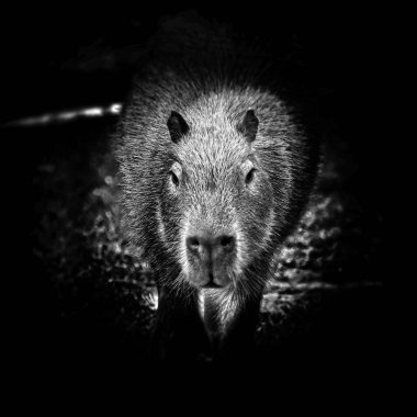Kameraya bakan bir Capybara gri pulu.