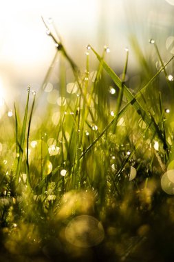 Sabah çimlerin üzerinde çiy taneleri