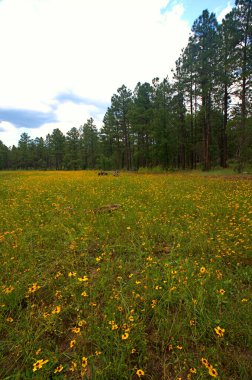 Arka planda uzun ağaçlar olan bir tarlada küçük sarı çiçeklerin dikey çekimi.