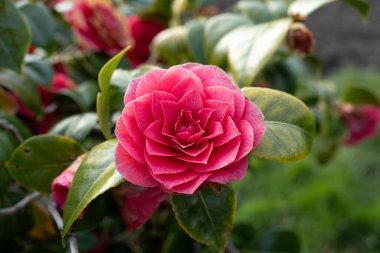 Japon kamelyası (Camellia japonica) bir bahar gününde