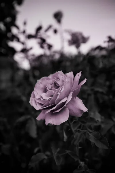 Вертикальный Черно Белый Снимок Розы Фоне Растений — стоковое фото