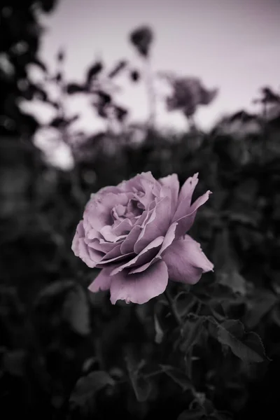 Tiro Vertical Preto Branco Uma Rosa Sobre Fundo Plantas — Fotografia de Stock