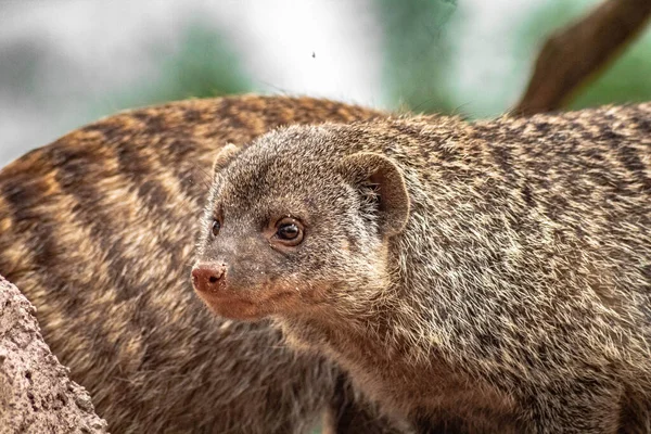 Closeup Shot Fluffy Banded Mongoose Park Blurred Background — Stock Photo, Image