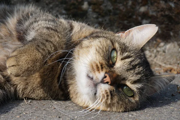 Yerde uyuyan tekir bir kedinin seçici odak noktası.
