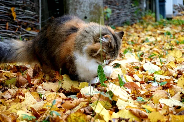 Close Gato Brincando Com Folhas Caídas Durante Outono — Fotografia de Stock