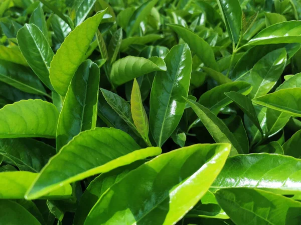 Eine Nahaufnahme Der Grünen Blätter Einer Pflanze Parque Del Retiro — Stockfoto