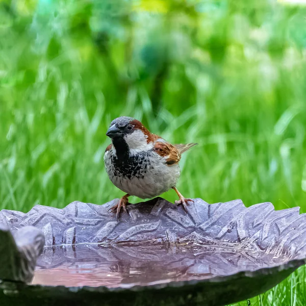 Ein Sperling Hockt Garten Und Trinkt Wasser — Stockfoto