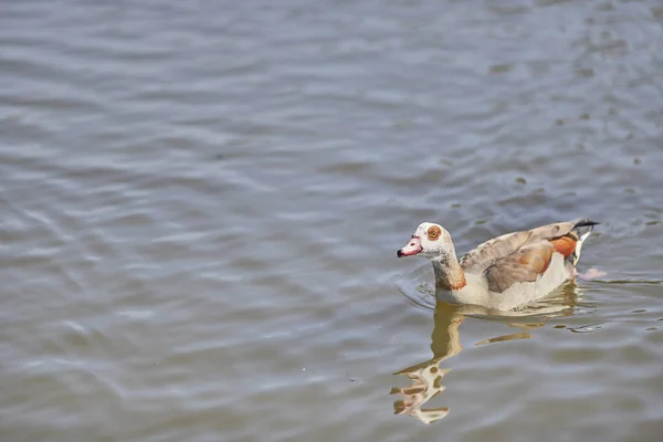 Schöne Aufnahme Einer Ägyptischen Gans Die Einem Seewasser Schwimmt — Stockfoto