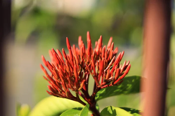 Крупный План Красивого Цветка Жасмина Вест Индии Растущего Саду — стоковое фото