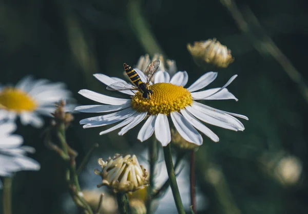Selective Focus Shot Wasp Chamomile — Stock Photo, Image