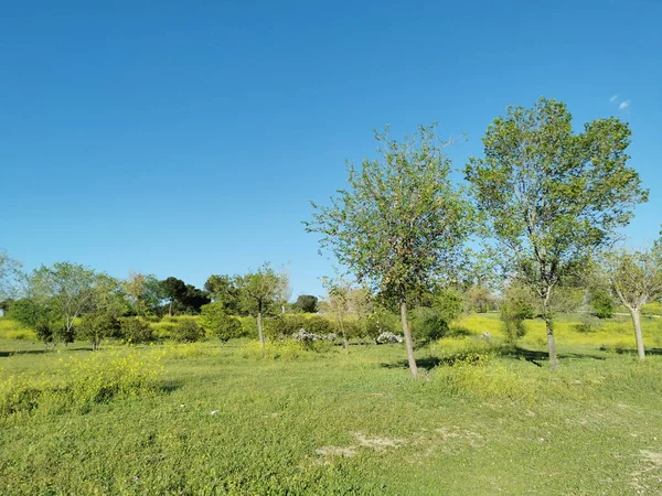 Een Schilderachtig Uitzicht Cuna Verde Donnell Park Met Groene Natuur — Stockfoto