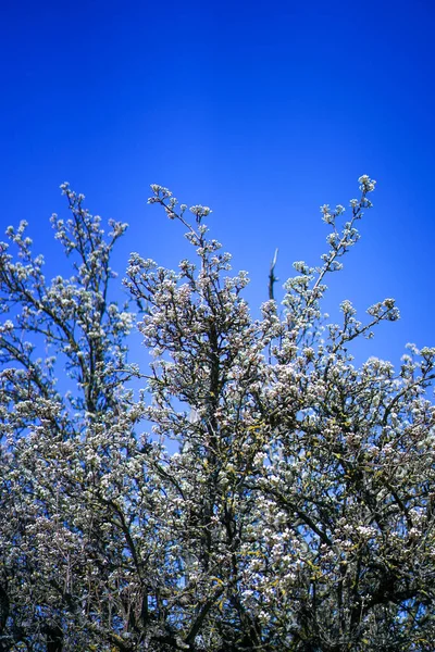 Plan Vertical Fleurs Printanières Fleurissant Sur Arbre Contre Ciel Bleu — Photo