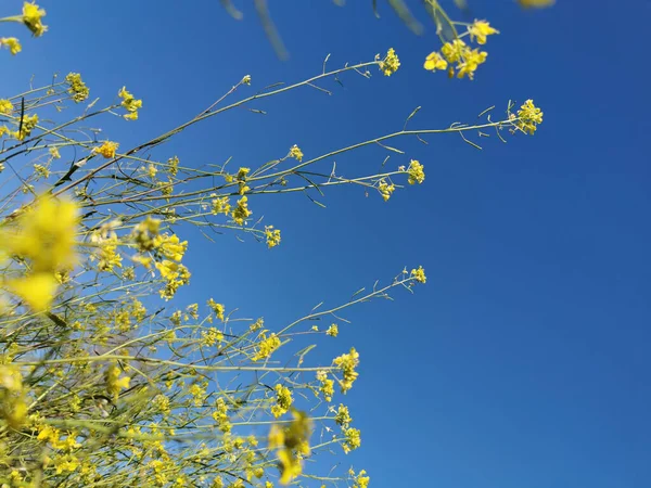 蓝天背景的黄菜花在田野上垂直地摇曳着 — 图库照片