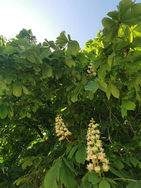 Vertical Shot Buckeye Tree Flowers Park Sunny Weather — Stock Photo, Image