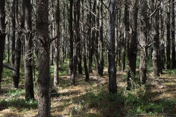 Lesní Krajina Hustými Stromy Zelenými Rostlinami — Stock fotografie