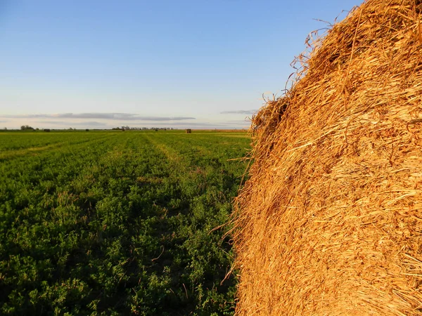 Landscape Argentine Countryside Plantation Alfalfa Rolls — Stock Photo, Image