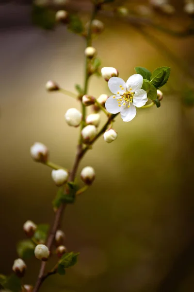 Una Messa Fuoco Selettiva Verticale Ramo Con Fiori — Foto Stock