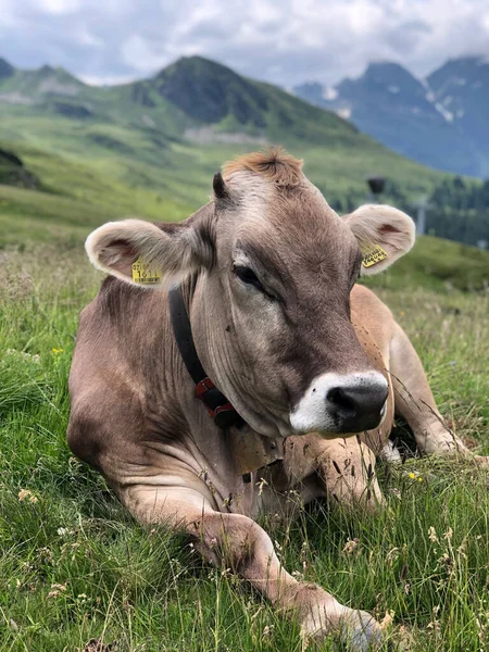 Vertical Shot Brown Cow Lying Grass Forest — Stock Photo, Image