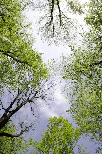 Uma Vista Fundo Árvores Altas Uma Floresta Contra Fundo Céu — Fotografia de Stock
