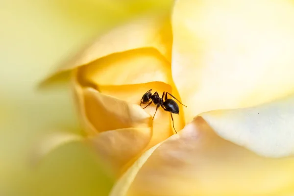 Baharda Bir Gülün Sarı Yaprakları Üzerinde Yürüyen Karınca — Stok fotoğraf
