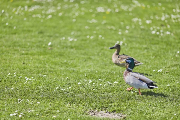 在一个阳光明媚 背景模糊的日子里 两只野鸭 在公园的草地上散步 拍了一张美丽的照片 — 图库照片