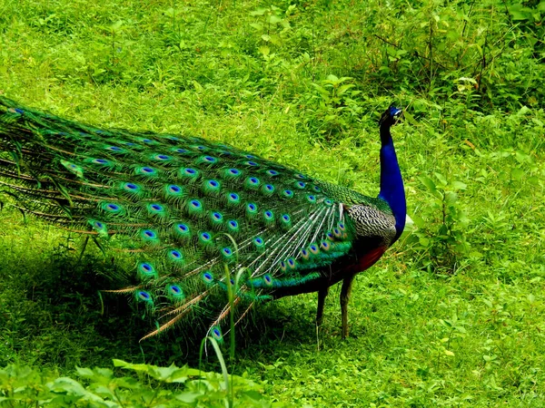 Pavão Dançando Natureza Pássaro Nacional Índia — Fotografia de Stock