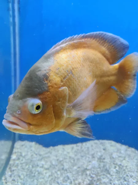 水族館で小さな魚のクローズアップショット — ストック写真