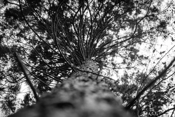 Tiro Baixo Ângulo Escala Cinza Uma Velha Textura Casca Árvore — Fotografia de Stock