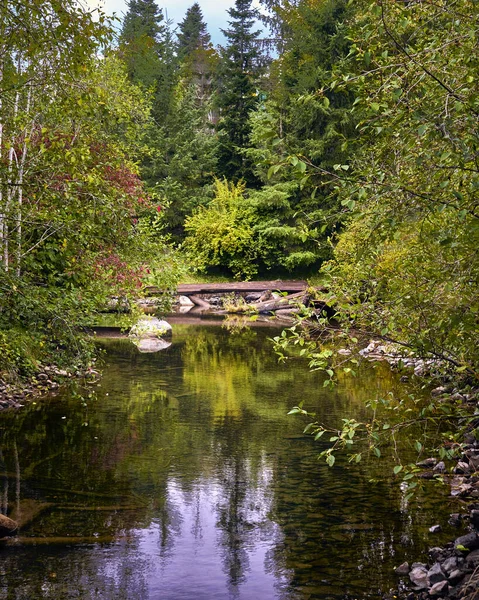 Vista Uma Lagoa Com Reflexos Árvores Todas Cores Verde Dia — Fotografia de Stock