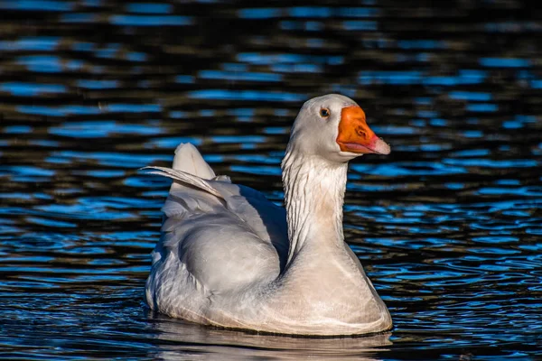 Domestic Goose Swimming Clear Lake — Stock Photo, Image