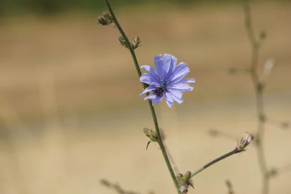 Detailní Záběr Běžné Čekanky Rozmazaném Pozadí — Stock fotografie