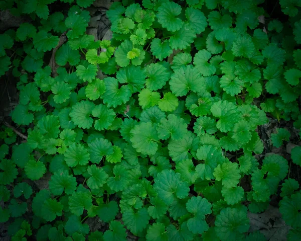 Tiro Fascinante Densas Folhas Hera Verde Vibrante Glechoma Hederacea — Fotografia de Stock