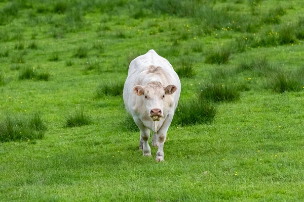 Uma Vaca Branca Num Campo Num Pasto — Fotografia de Stock